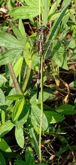 Orthetrum sabina