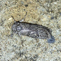 Cryptophasa irrorata