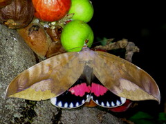Phyllodes imperialis