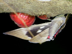 Phyllodes imperialis