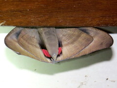 Phyllodes imperialis