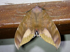 Phyllodes imperialis