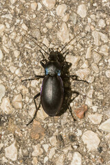 Carabus germarii