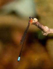 Indosticta deccanensis