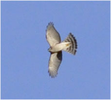 Accipiter nisus