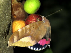 Phyllodes imperialis