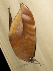 Phyllodes imperialis