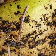 Cylindroiulus punctatus