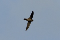 Aerodramus vanikorensis