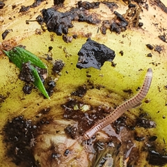 Cylindroiulus punctatus