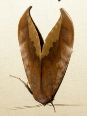 Phyllodes imperialis