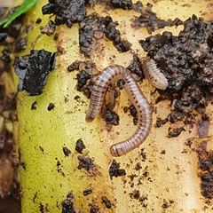 Cylindroiulus punctatus