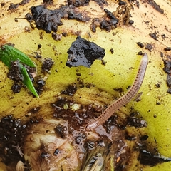 Cylindroiulus punctatus