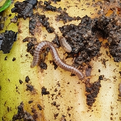 Cylindroiulus punctatus