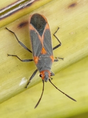 Caenocoris nerii