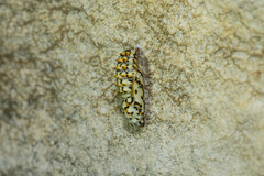 Melitaea didyma