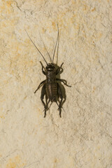 Melanogryllus desertus