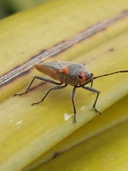 Caenocoris nerii