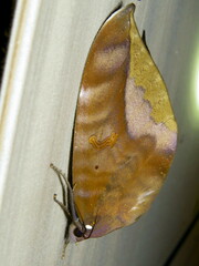 Phyllodes imperialis