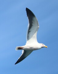 Larus dominicanus vetula