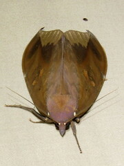 Phyllodes imperialis