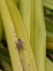 Caenocoris nerii