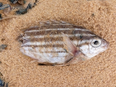 Atypichthys strigatus