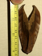 Phyllodes imperialis