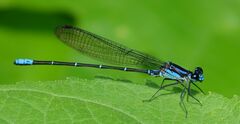 Argia ulmeca