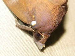 Phyllodes imperialis