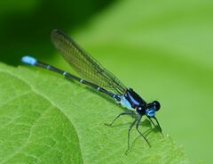 Argia ulmeca
