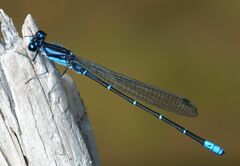 Argia ulmeca