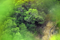 Ictinaetus malaiensis