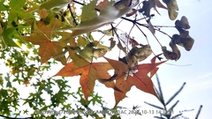 Acer truncatum