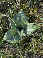 Himantoglossum hircinum