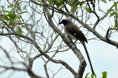 Dendrocitta formosae