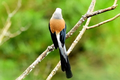 Dendrocitta formosae