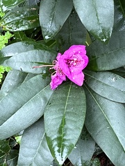Rhododendron