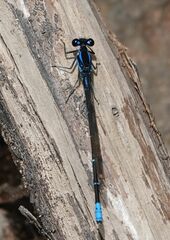Argia ulmeca