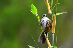 Pomatorhinus musicus