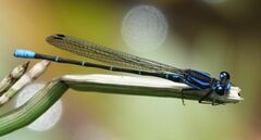 Argia ulmeca