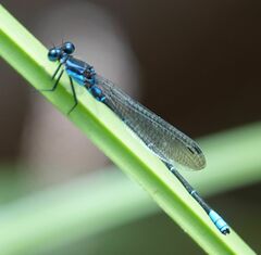 Argia ulmeca