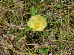 Cienfuegosia drummondii