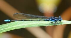 Argia ulmeca