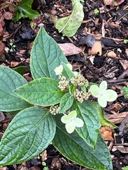 Hydrangea
