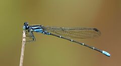 Argia ulmeca