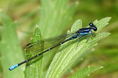 Argia ulmeca