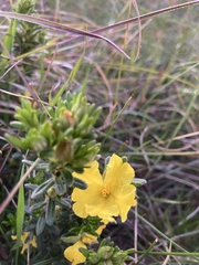 Hibbertia sericea