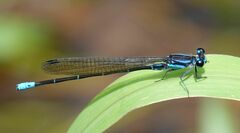 Argia ulmeca