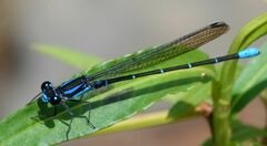 Argia ulmeca